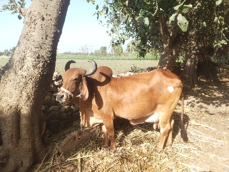 થંબનેલ 3