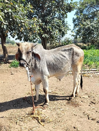 વેચવા નો છે