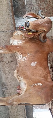 પ્યોર ગીર ગાય છે બીજા વેતરમા