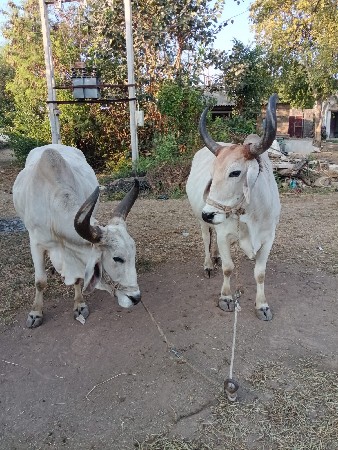 થંબનેલ 2