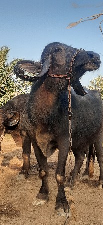ભેંસ વેચવાની છે.