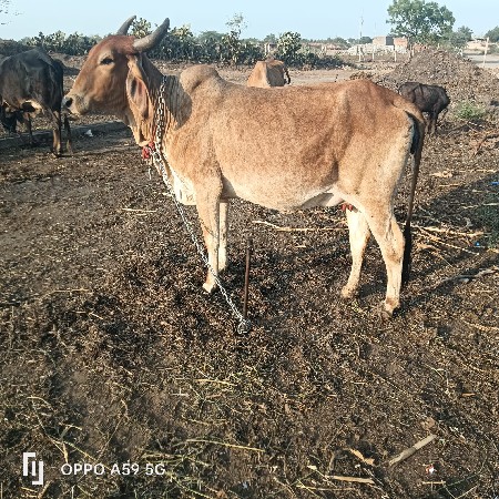 थंबनेल 3