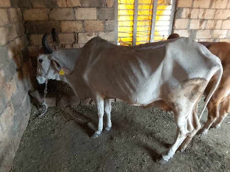 ગાય વેચવાની છે