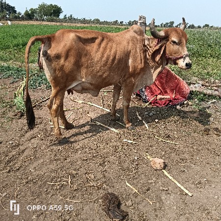 थंबनेल 2