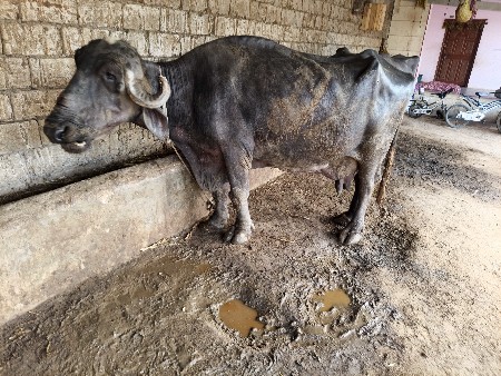 થંબનેલ 4