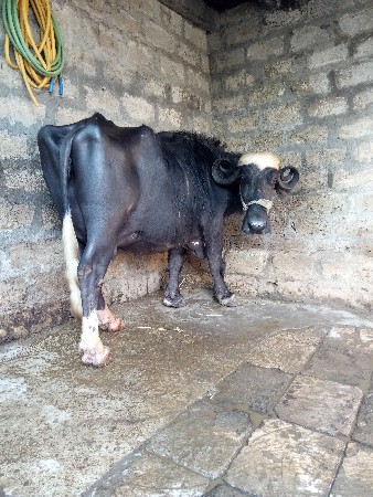 थंबनेल 3