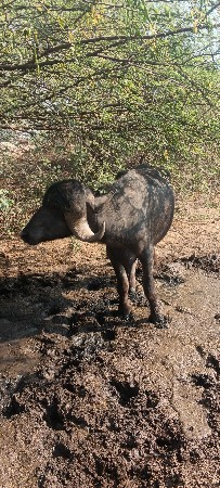 આ પાડો વેચવાનો છે
