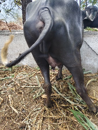 થંબનેલ 3