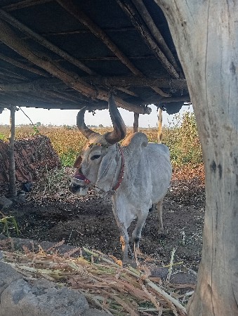 આની જોડ કરવાની છે