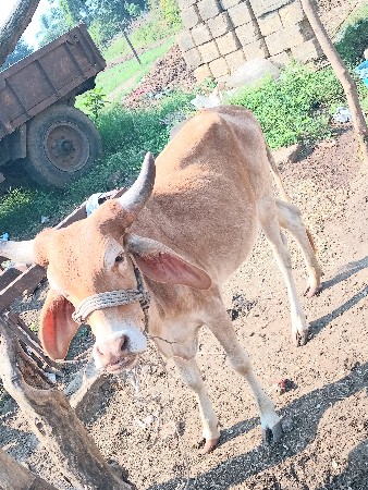 थंबनेल 2