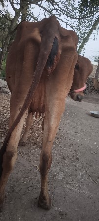 બીજું વેતર  વયા સે ગાય ફૂલ સોજી