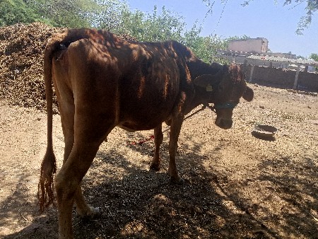 थंबनेल 2