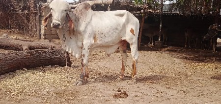 ખુટ વેચવાનો છે