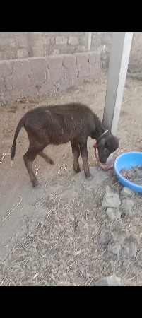 થંબનેલ 3