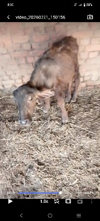 ભેંસ.વેસવાનીછે