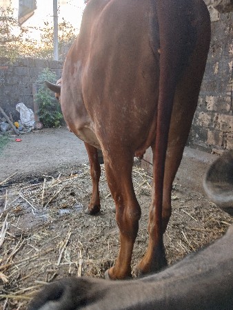 ગાય વૈશવાની છે ઍક મહિનો ખાંસી છે