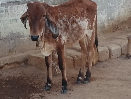 थंबनेल 3