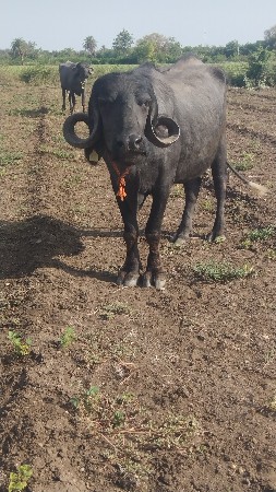 થંબનેલ 2