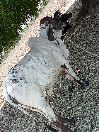 થંબનેલ 3