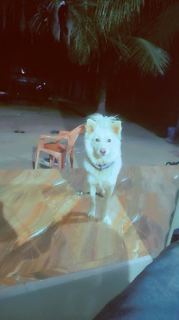 કુતરી દેવાની સે