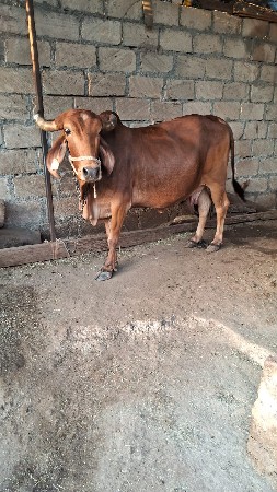 દેશી ગાય