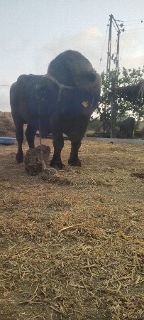 थंबनेल 2