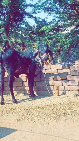 લીલડી ઓડકી