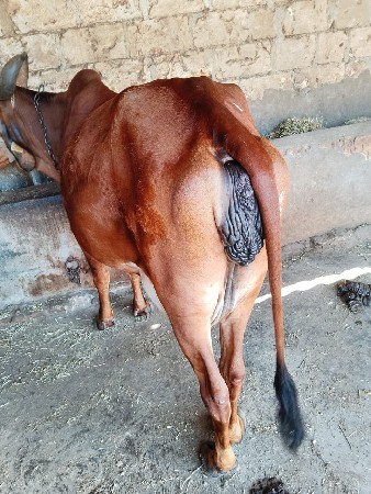 थंबनेल 2