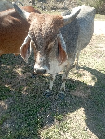 હોડકી ગાભણી છે 5મહીના
ઘોડી