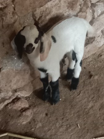 थंबनेल 2