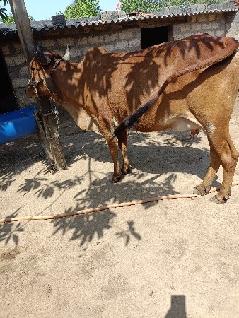 ગાય વેચવાની છે