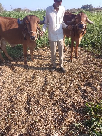 બીજી ધરના ગોઢલા