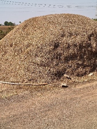 પાલો વેસવાનો સે
