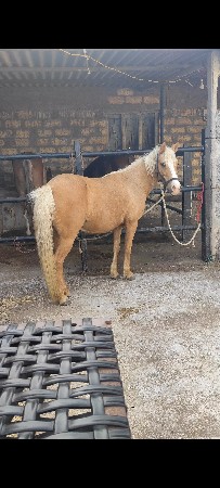 પોની વેચવાની છે