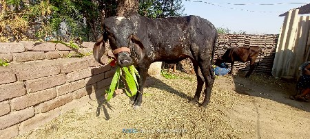 લીલડી ઓડકી