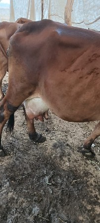 થંબનેલ 3