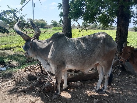 બળદ 1 વેસવા નો સે