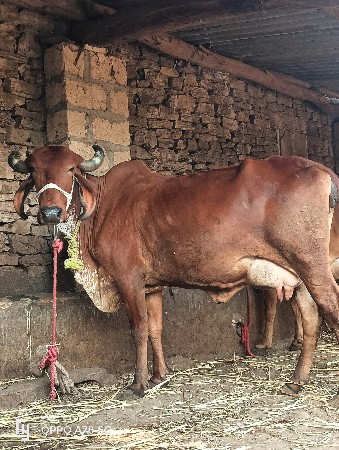 થંબનેલ 3