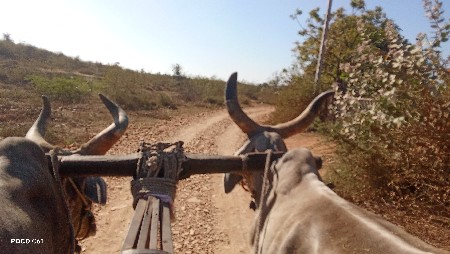 ગોઢલા વેચવાના છે