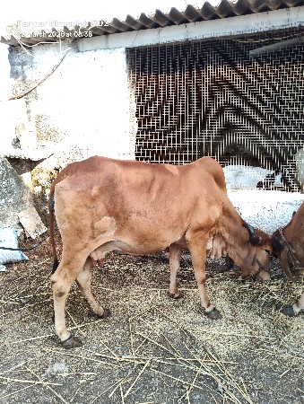 થંબનેલ 3