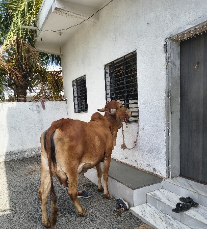 ગાય વેચવાની છે