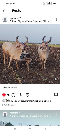 બળદ વેચવાના છે