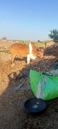 थंबनेल 3