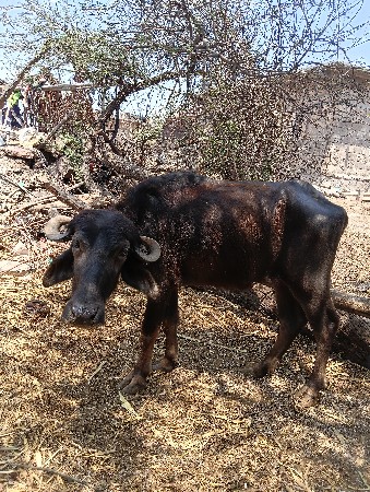 थंबनेल 2