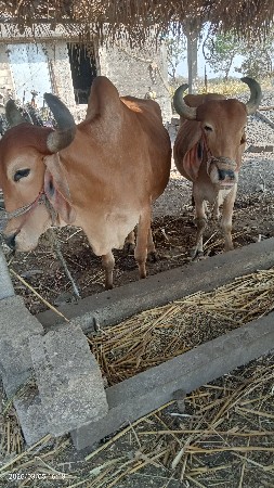 थंबनेल 3