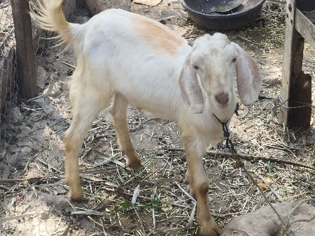 બકરો વેચવાનો છે