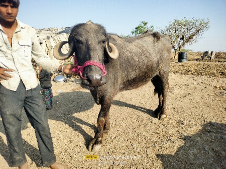 थंबनेल 3