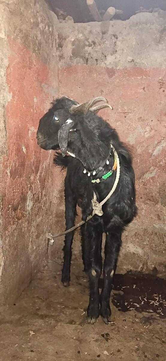 bakra vechvana chhe