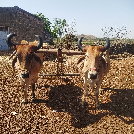 સાટા કરવાના છે