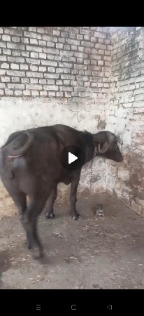 પાડી વેચવાની છે